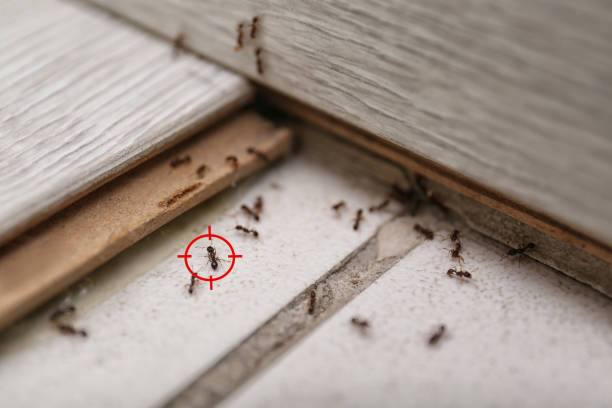 Best Pest Removal Services  in Grandview, WA