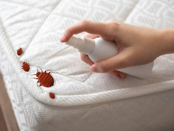 Best Spider Control Near Me  in Grandview, WA
