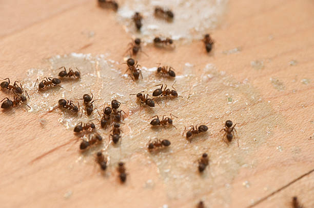 Best Emergency Pest Control  in Grandview, WA